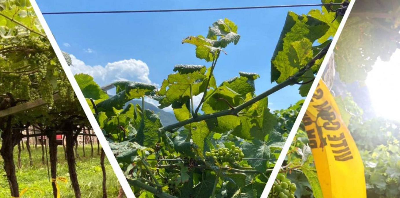 Annuncio: ricerca di personale - Flavescenza