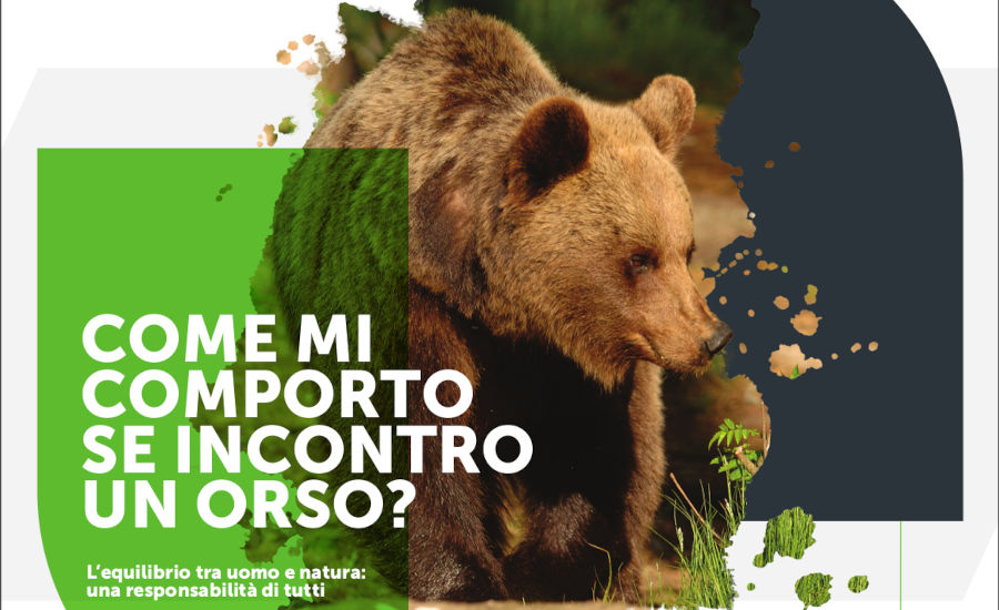 COME MI COMPORTO SE INCONTRO UN ORSO?