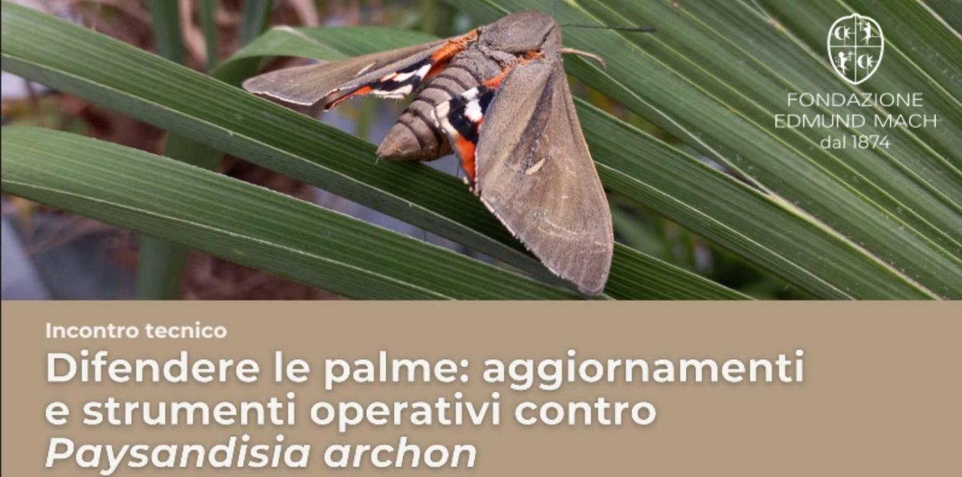 Incontro tecnico Difendere le palme: aggiornamenti e strumenti operativi contro Paysandisia archon - Arco (TN) martedì 24 giugno 2025 ore 9:00